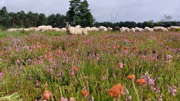 Schaapskudde de belhamel -  Cultureel levend erfgoed